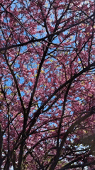 Spring blossoms documented in Sirius, Russia