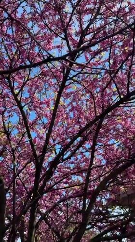 Spring blossoms documented in Sirius, Russia