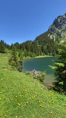 This is a vertical, non-diegetic POV shot filmed in bright daylight. The camera pans right across a serene natural landscape. In the foreground, a vibrant green grassy slope is dotted with numerous yellow wildflowers. A lush evergreen tree stands prominently in the mid-ground, to the right of the frame. Beyond this, a clear, turquoise lake stretches across the scene, its surface calm and reflective. The lake is bordered by a dense forest of dark green evergreen trees that ascend the steep, rocky slopes of a majestic mountain that dominates the background. The sky above is a clear, cloudless blue. There are no people or visible signs of human activity in the video.