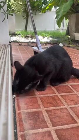 A black cat is shown sniffing and pawing at a white baseboard against a tiled floor outdoors. The cat wears a red collar with a silver bell. Behind the cat, a mop lies on the ground. In the background, plants and a white fence are visible. The scene appears to be a backyard or patio area.