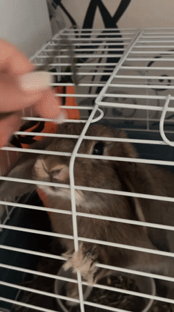 Lop-eared rabbit fed and petted in cage, Stepnogorsk