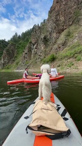 The video opens from the perspective of someone on a stand-up paddleboard with a white dog standing on the front. The dog is facing away from the camera and looking towards two other people on separate red paddleboards in the water. The first person on the left paddleboard is a young woman wearing a patterned top and sitting on the board. The second person on the right paddleboard is another young woman wearing a white long-sleeved shirt and shorts, also sitting. Both women have bags on their boards. The paddleboards are on a calm body of water, likely a river, with steep, rocky cliffs covered in green vegetation on the right side of the frame. The sky is visible with some clouds. The scene is set in a natural, mountainous environment.