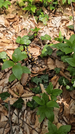 Man observed examining forest floor near Shumen, Bulgaria