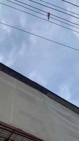 A bird perches on a power line against a cloudy sky. Below the power line is the roof of a building. The bird is brown and white, and it appears to be looking to the left. The sky is blue with white clouds. The building is grey and appears to be made of concrete. There is a red metal structure visible in the lower left corner of the frame.