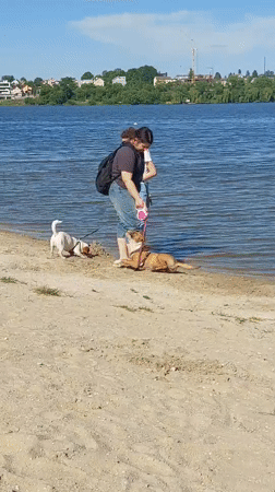 Women walk dogs along Ternopil Pond shore on sunny afternoon