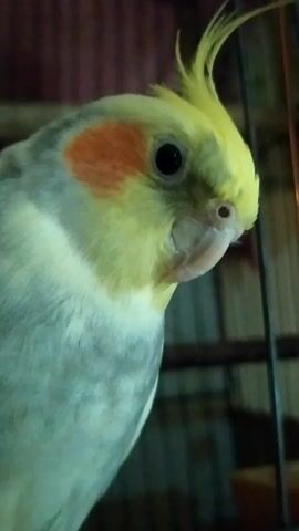 A close-up shot shows a cockatiel bird, yellow and grey in color, with orange cheek patches. The bird is looking towards the camera and its crest is raised. The background is out of focus and appears to be the inside of a cage, with bars visible. The lighting is dim.