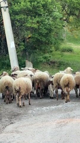 A flock of sheep walks away from the viewer on a dirt road, with a light pole and trees to the left.  The sheep are mostly cream colored, with a few dark brown ones included.  The trees are lush and green.  The road is dry.
