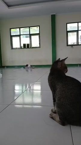 A tabby cat sits on a shiny tiled floor in an indoor space. In the background, two windows are visible on a wall. There is another cat lying on the floor in the distance, near the wall. The other cat appears to be black and white. The room is lit by natural light coming through the windows.
