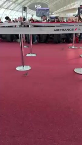 The video shows a small brown bird hopping on a red carpet in an airport terminal. In the background, people stand behind Air France barriers, near gate F35. The bird moves across the frame.
