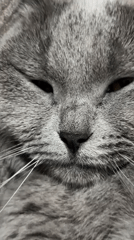Gray cat enjoys lazy Sunday afternoon in Alanya home