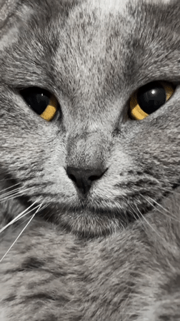 Gray cat enjoys lazy Sunday afternoon in Alanya home
