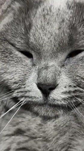Gray cat enjoys lazy Sunday afternoon in Alanya home