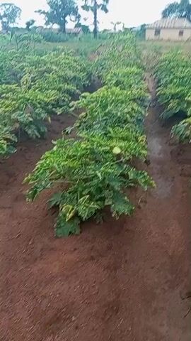 A video pans across a field of green plants with large, lobed leaves. The plants are growing in rows in reddish-brown soil. In the background, a small building and trees are visible. The leaves of the plants exhibit a mosaic of green and yellow coloration, suggesting potential nutrient deficiency or disease. There is a path or furrow between the rows of plants. The video appears to be shot from a low angle, close to the ground, and the camera movement is steady. No people are clearly visible in the foreground or interacting with the plants.