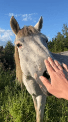 Horses in a field, street dogs roaming — a quiet afternoon in Ureki