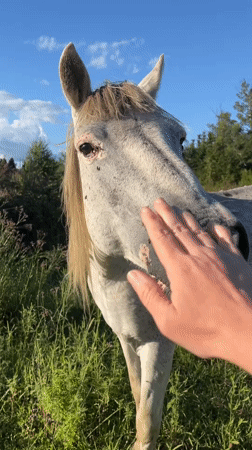 Horses in a field, street dogs roaming — a quiet afternoon in Ureki
