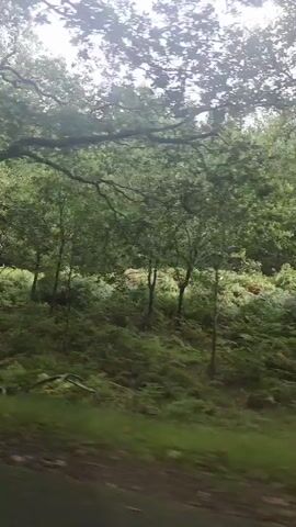 The video shows a view from a moving vehicle traveling through a lush, green forest. Large, gnarled trees with mossy trunks and branches dominate the foreground and midground. The forest floor is covered in dense undergrowth, including ferns and grass. The lighting suggests an overcast or shaded day, with a hazy quality to the light filtering through the canopy. The perspective is from a low angle, looking out and slightly upwards into the trees. No people or specific objects are identifiable.
