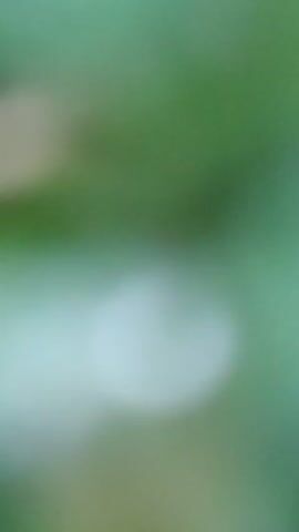 The video shows a close-up view of green clover leaves covered in water droplets. The focus initially starts blurred and gradually sharpens to reveal the details of the leaves and water droplets. The dew or rainwater glistens on the surface of the clover, creating a macro shot of nature.
