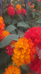 Morning garden and residential documentation in Mollet del Vallès