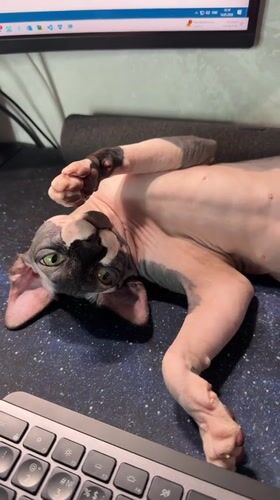Sphynx cat spotted lounging on computer desk in Mytishchi