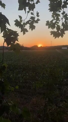 A video shows a field of young corn plants with the sun setting in the background. The sky is orange and there are some trees in the foreground.