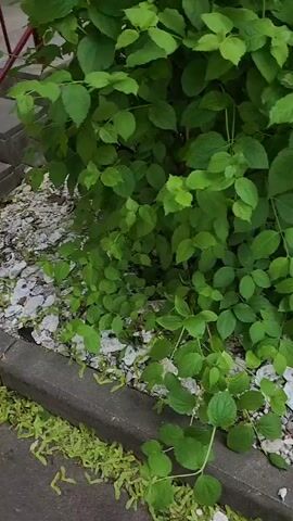 The video shows a ground covering of oyster shells and small pebbles. The area is bordered by a concrete curb. Two small bushes are present, one on either side of the frame. The area behind the ground cover is a concrete surface, possibly a sidewalk or foundation.  Scattered among the oyster shells are small, green, winged seeds, likely from a maple tree.  The overall scene appears to be a landscaping detail adjacent to a building.