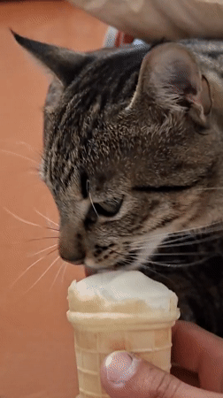 Two very different cats, one shared love of ice cream