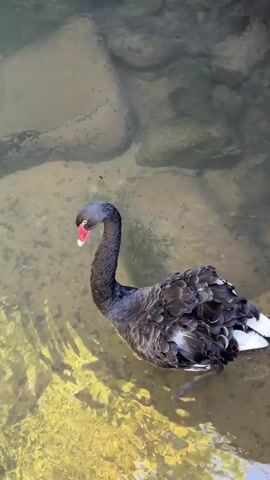 A black swan with a red beak swims in shallow, clear water over a rocky bed. The swan's body is mostly black with some white feathers visible on its tail. Sunlight reflects off the water, creating a yellow-green hue. Large, smooth rocks are visible beneath the surface. The swan appears to be moving from left to right.