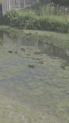 The video shows a small group of ducks swimming in a narrow body of water covered in green algae. The water is calm and reflects the surrounding vegetation. On the left side of the frame, a wooden fence is visible, partially obscured by tall green grass. The ducks are scattered across the water, some swimming individually and others in small clusters. The scene appears to be a natural outdoor environment, likely a pond or a slow-moving stream, on a sunny day. The lighting suggests it's daytime, with sunlight filtering through the plants and illuminating the water.