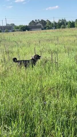 A black dog with a curly tail stands in a field of tall green grass. The dog is facing to the right of the frame and its mouth is open. In the background, there are houses and trees under a clear blue sky with scattered clouds. The sun appears to be shining.