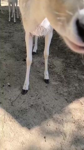A white deer is standing in an outdoor enclosure with a dirt ground. The deer is facing the camera, and its head is close to the lens. In the background, there are other deer and some trees. A hand enters the frame from the right and gently pets the deer on its neck. The deer appears calm and curious.
