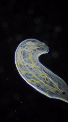 Microscopic transparent marine organism captured on video