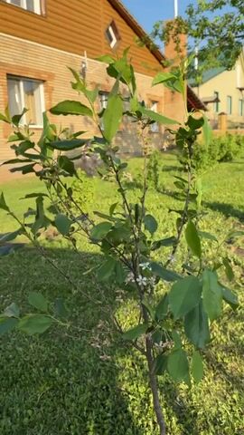 The video shows a small tree in a yard. The tree has green leaves and small white flowers.  Some of the flowers have already wilted and turned brown. In the background is a lawn and a wooden house.  The scene is sunny.