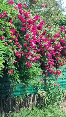 The video displays an outdoor scene with a dirt path running alongside two fences heavily adorned with climbing roses. The fence on the left is made of green corrugated metal, while the fence on the right appears to be a low white concrete block structure. Both fences are almost entirely covered by dense clusters of vibrant dark pink roses and lush green foliage. Green grass and various other plants grow at the base of the fences and in the surrounding environment. In the background, green trees and a clear blue sky are visible, along with what appears to be a building or structure with a satellite dish. The camera performs a slow, continuous pan from right to left, showcasing the length of the rose-covered fences. No people or animals are visible in the video.