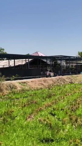 A wide shot shows a building with a metal roof and open sides. In the foreground is a field of green grass, with dry grass and plants in the middle ground. A person on a motorcycle is driving along a path in front of the building. The sky is clear and blue.