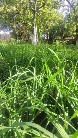 A low-angle video shows a close-up view of tall green grass swaying in a breeze. In the background, trees with green leaves and a wooden fence are visible. The sun is shining, casting shadows and highlighting the blades of grass.
