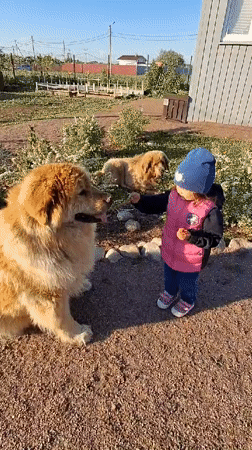 Child feeds large dog on gravel path in Kempelevo