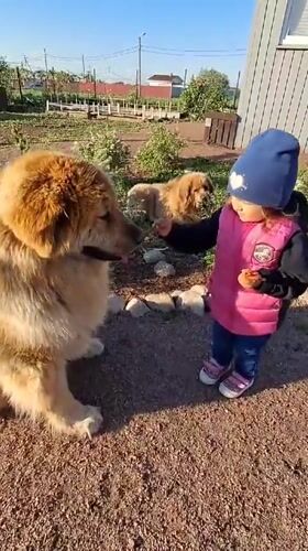 Child feeds large dog on gravel path in Kempelevo