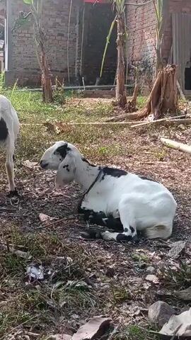 A white and black goat lies on the ground. A second goat, mostly white with pink ears, walks into the frame from the left. The goats are in an outdoor area with dirt, grass, and some dry leaves on the ground. In the background, there is a brick structure and some trees.