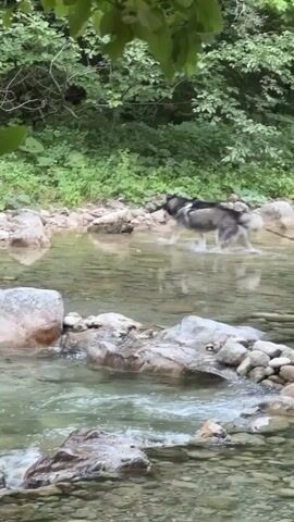 A Siberian Husky with black and white fur is wading through a shallow, clear stream in a wooded area. The dog is wearing a harness and is moving from right to left in the frame. The water is rippling around its legs. The background consists of lush green foliage and trees. Several large, gray rocks are visible in and around the stream. The lighting suggests it is daytime.