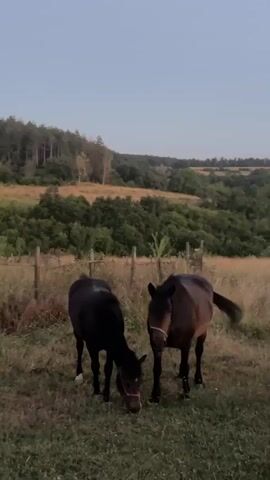 The media file captures a serene rural landscape at dusk. Two horses are the primary subjects, standing in a grassy field. The horse on the left is dark brown and is grazing, while the horse on the right is a lighter brown with a white blaze on its forehead and a halter. Both horses are standing near a weathered wooden fence.

The setting is a rolling countryside with lush green trees covering the hills in the background. The sky is a pale blue, indicating either early morning or late evening. The lighting suggests it is close to sunset. The field is filled with tall, dry grass, giving it a golden hue. In the distance, more rolling hills and scattered trees can be seen, creating a sense of depth and vastness. The overall mood is peaceful and tranquil.

There is no visible text in the media file. The location is identified as Bogdanovo, Bulgaria, which aligns with the rural, hilly terrain depicted. The activity is simply the horses grazing and standing in their pasture as daylight fades.
