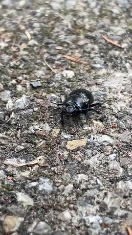 The video shows a close-up, low-angle shot of a small, black beetle crawling on a rough, grey, asphalt-like surface. The beetle is in the center of the frame and is the primary subject. The surface is composed of small pebbles and is uneven. There are a few tiny brown pine needles or debris scattered on the surface. The beetle appears to be moving forward, with its legs in motion. The lighting suggests an outdoor, possibly overcast, environment. The focus is sharp on the beetle and slightly softer on the background. There are no other animals or people visible.