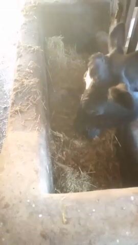 A video shows cows eating in a barn. The camera is close-up on one cow’s head in a feeding trough, and then pulls back to show other cows behind a wooden barrier, also eating. The barn is lit by sunlight.