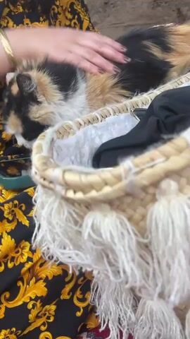 A woman in a black and gold patterned dress sits on a red and black patterned rug, petting a calico cat that is sitting in a straw bag with white tassels. The bag is filled with white and black items. The woman is wearing sunglasses and has dark hair. The camera then pans to the right, revealing a table with a pink tablecloth next to a rapidly flowing river. There is a basket, a jar, and some white napkins on the table. The river flows between buildings with thatched roofs.