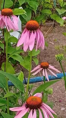 This is a close-up, panning video of several Echinacea flowers in a garden. The flowers are pink with orange centers and are in various stages of bloom. The background consists of green leaves, a blue pipe, and a gravel path. The lighting suggests it is daytime. No people are visible in the video.