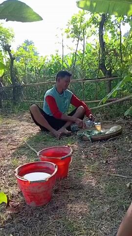 A man is seated on the bare dirt ground in an outdoor, rural setting. He is wearing a long-sleeved shirt with red sleeves and a light blue torso, paired with black shorts, and is barefoot. In front of him are two red buckets, one containing a white liquid and the other seemingly empty. To his right, a round, woven tray holds a small clear cup or bowl, a plastic bottle, and a green cloth. The man is actively pouring liquid from the plastic bottle into the small cup, suggesting he is preparing or mixing a substance.

The background consists of abundant green foliage, various trees, and a simple bamboo fence, indicative of an agricultural or garden environment. The scene is illuminated by bright natural sunlight, implying it is either morning or late afternoon. The man exhibits a subtle smile, suggesting a calm and focused demeanor as he performs his task. No discernible text is visible within the frame. The setting is consistent with a rural area in Waung, Indonesia.