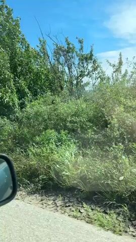 The video shows a roadside view from a moving vehicle. On the side of the road there is tall grass and shrubbery. Beyond the vegetation is a large, flat field. The sky is blue with white clouds. The car's side mirror is visible in the lower left corner of the frame.