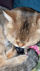 Cat grooms kitten in Moscow domestic scene