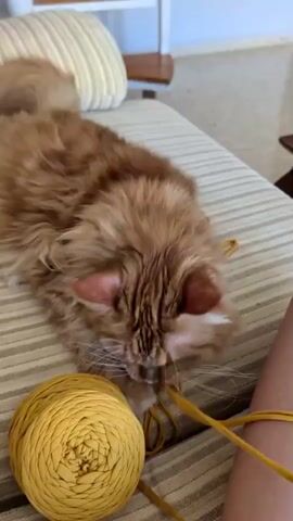 A fluffy ginger cat lies on a striped couch, facing the camera.  It is playing with a length of thick yellow cord or yarn connected to a large ball of similar yarn next to it. The cat chews on the cord and holds it with its paw.  An arm and bracelet of a human are visible alongside the cat and yarn on the couch.  The background is blurred and shows a pillow on the couch and a table nearby.