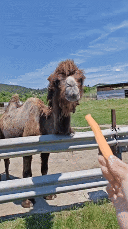 Visitors feed carrots to camel and llama in Bulgaria