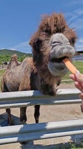 Visitors feed carrots to camel and llama in Bulgaria
